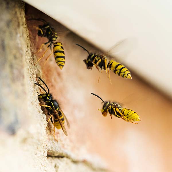 Bees flying