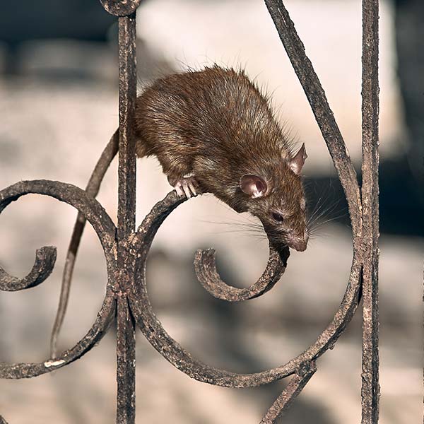 Brown rat