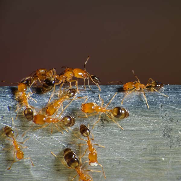 Ants