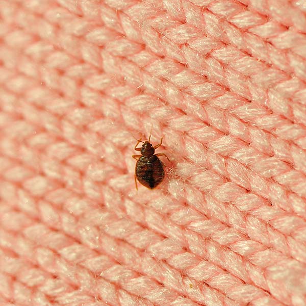 Bed bug